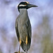 Yellow-crested night heron