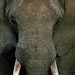 African elephant