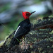 Magellanic woodpecker