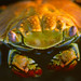 Sally Lightfoot Crab