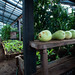 Greenhouse in Pumalin Park