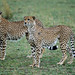 Cheetah Brothers