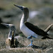 Blue-footed Boobies