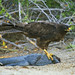 Galapagos Hawk (and dinner)