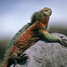 Marine Iguana