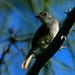Darwin's Finch