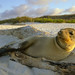 Galapagos Sea Lion Pup