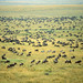 The Migration