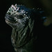 Marine Iguana