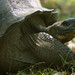 Giant Tortoise