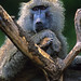 Baboon portrait