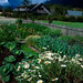 Gardens in Pumalin Park