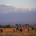 Wildebeest and Mt Kilimanjaro