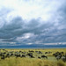 Ngorongoro Crater