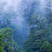 Mist and trees in the Patagonian Andes