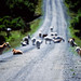 Goats on the road