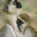 Vervet (green) Monkey nursing