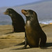 Galapagos Fur seal