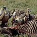 Vultures on Wildebeest Carcass