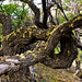 Wind twisted tree
