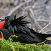 Great Frigatebird