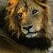 Lion portrait