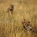 Lionesses in Masai Mara National Park